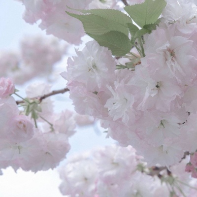 Furry手绘上色教程福瑞群